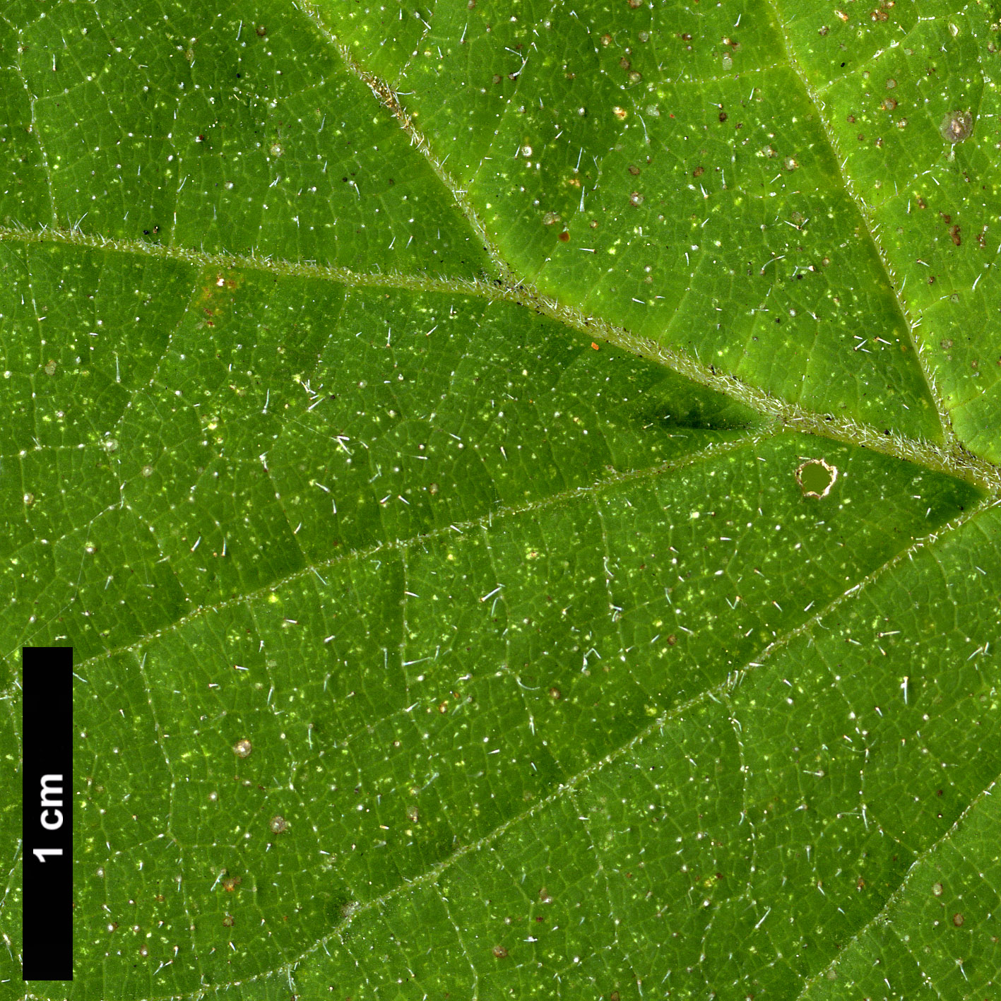 High resolution image: Family: Hydrangeaceae - Genus: Hydrangea - Taxon: longipes - SpeciesSub: var. fulvescens